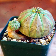 100  pcs/Bag Real Mini Euphorbia obesa Flores Perennial Plant FRESH SEEDS - £4.77 GBP