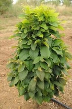 Carpinus Betulus ‘Columnaris Nana’ Grafted 1 Year Old Plant Bare Root #M... - $76.17