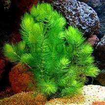 500PCS Ceratophyllum Seeds Aquarium Grass Ornamental - £5.18 GBP