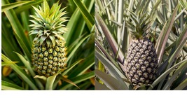 Live Plant Sugarloaf Pineapple (Kona Sugarloaf) - Ananas comosus Gardening - £32.75 GBP