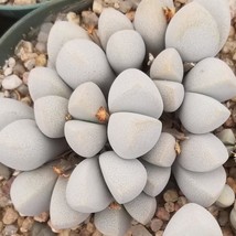 Exquisite Dinteranthus Seeds - Microspermus v.puberulus CH1949, Start Your Minia - £7.59 GBP