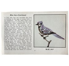 Blue Jay Bird Print 1931 Blue Book Birds Of America Antique Art PCBG13A - $24.99