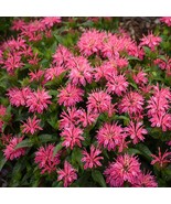 100 Lady Pink Bee Balm Seeds Flowers Seed Bloom Hummingbird Flower Seeds... - $179.35 MXN
