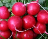 Cherry Belle Radish Seeds 125 SeedsNon Gmo Fast Harvest Fast Shipping - £7.20 GBP