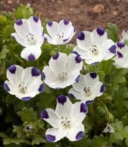 Five-Spot / Buffalo Eyes Nemophila Native Sun Or Shade Spring 200 Seeds From US - £7.49 GBP