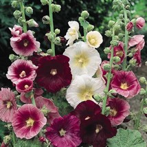 Hollyhock Seeds Hollyhock Alcea Rosea Indian Spring Flower Seed 1000 Seeds Fresh - £15.06 GBP