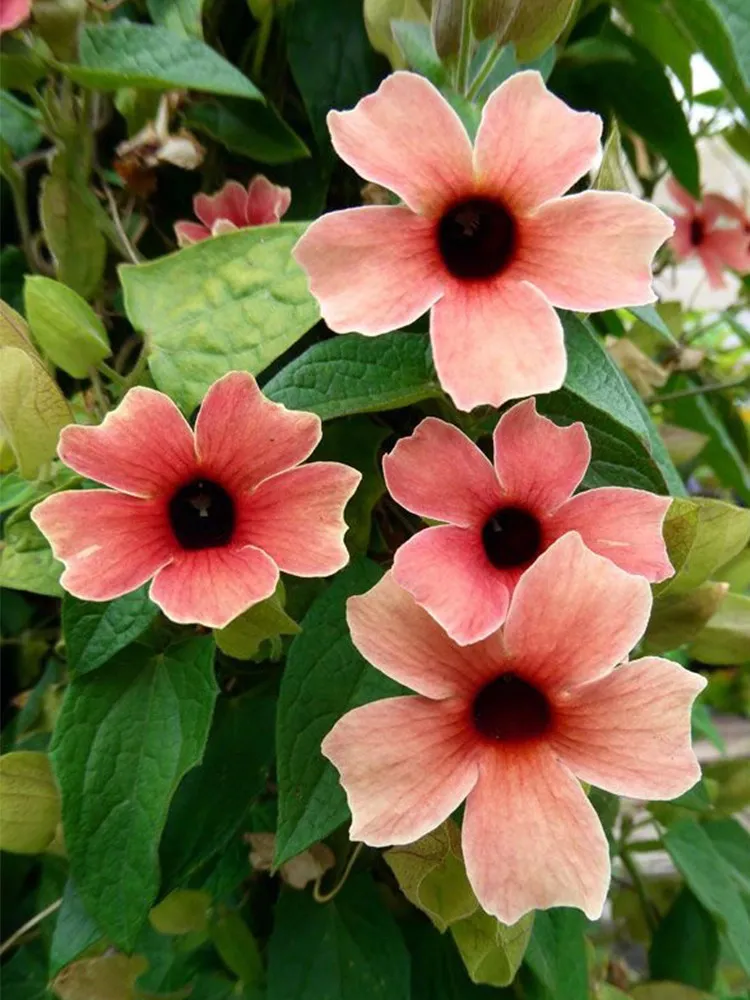 From US 10 pcs Thunbergia Alata Seeds Rust-colored Flowers with Black Eye - £6.64 GBP