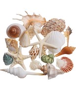 JQAQJU Sea Shells Mixed Beach Seashells 20 Kinds 1.5&quot; 5.5&quot; Various Sizes... - $59.51 CAD