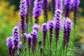 Liatris Spicata Blazing Stars 175 SeedsFrom US  - $8.35