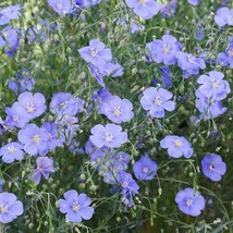 Blue Flax Perennial Linum Lewisii American Native Wildflower Non-Gmo 500 Seeds - £7.92 GBP