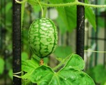 21 Seeds Mouse Melon Vegetable Seeds Mexican Sour Gherkin Cucumber Organ... - $8.99