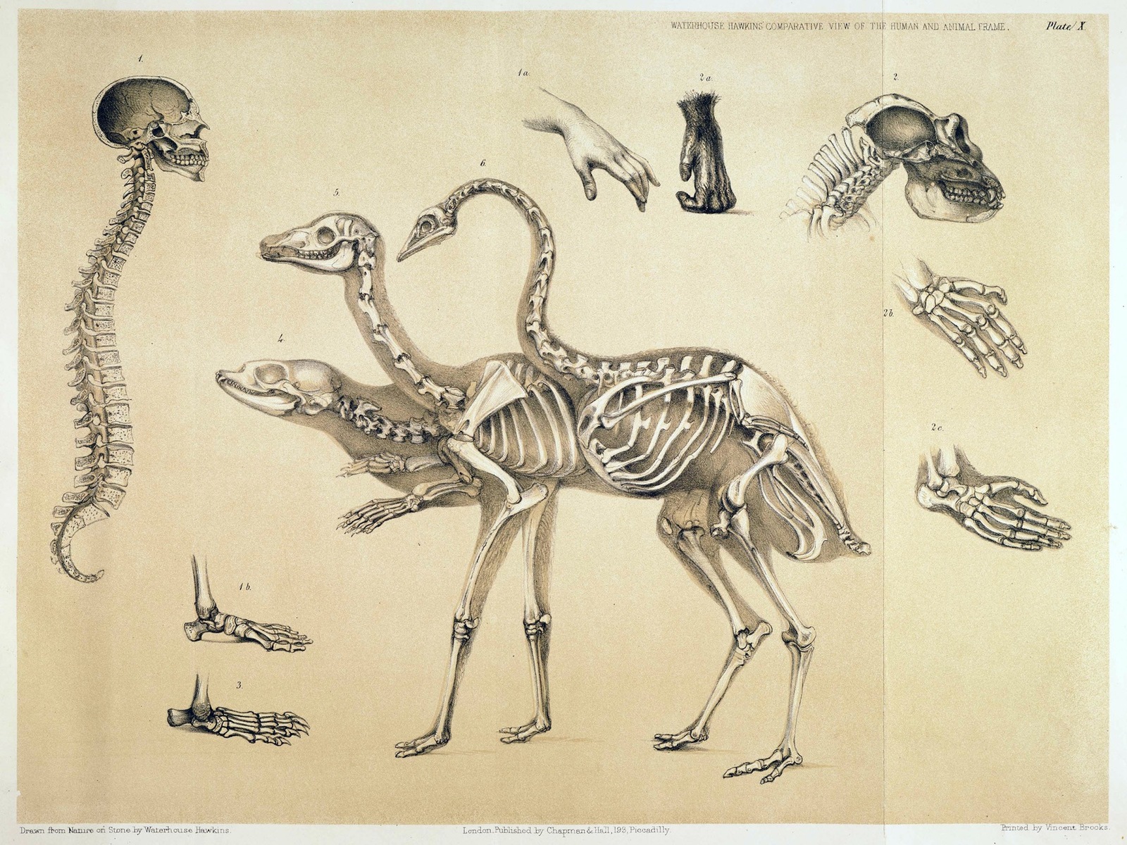 11484.Poster print.Decorative.Art decoration.Human anatomy.Birds.Medical
