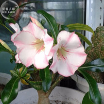 Heirloom Shui Wang Adenium Desert rose 2 Seeds single petal light pink petals wi - £7.88 GBP