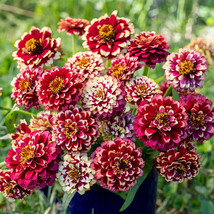 100+ Aztec Burgundy Bicolour Zinnia Seeds - $8.48