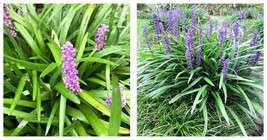 Liriope Muscari Bulk Wholesale Seeds Lilyturf Big Blue Lilyturf 100 Seeds - £17.57 GBP