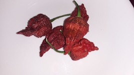 SR12Store 50 Chocolate Carolina Reaper Chili Pepper Seeds World Record Peppers U - £6.80 GBP