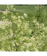 100 Seeds Purple Meadow Rue Seeds Non-Hybrid, Open-Pollinated - $13.30