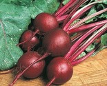 200 Seeds Ruby Queen Beet Seeds  Fast Shipping - $8.99