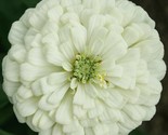White Zinnia Flower Seeds 100 Polar Bear Garden Bees Birds Annual Fast S... - $8.99