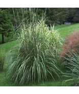 Plume Grass (Erianthus ravennae) 10 seeds  - £5.96 GBP