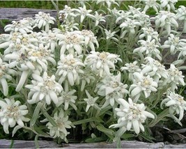 100+ Edelweiss Alpine Leonotopodium Alpinum Flower Seeds A391 Fresh - £8.06 GBP