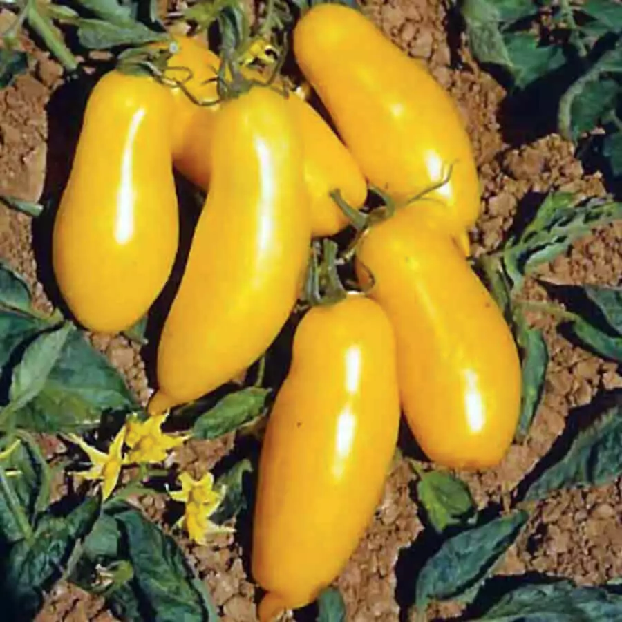 TKBONStore 30 Banana Legs Tomato NonGMO Seeds - £7.17 GBP