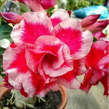 New Fresh Imported Whirlwind Adenium Desert Rose Seeds Pack 2 Seeds 5 Layer Rose - $4.16