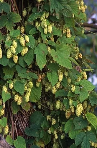 Humulus Lupulus Fuggles Hops Vine Seeds - £9.80 GBP