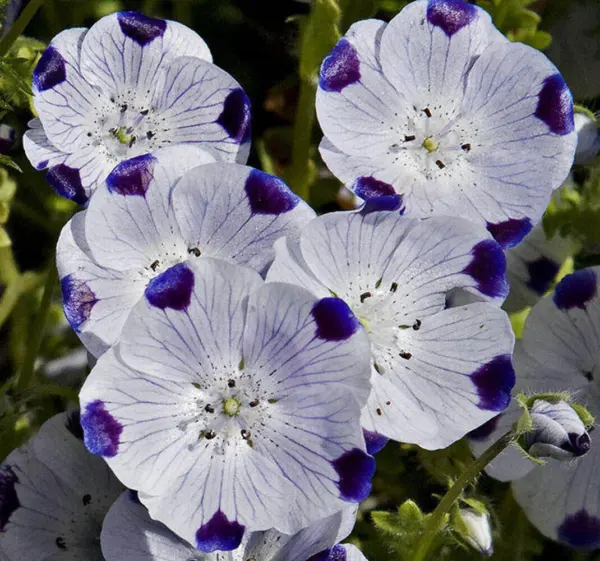 Top Seller 750 Five Spot Nemophila Maculata White &amp; Purple Flower Seeds - $14.60