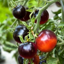 BEST 50 Seeds Easy To Grow Indigo Rose Cherry Tomato Tomatoes Food - £7.86 GBP