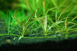 Live Aquarium Plants Echinodorus Tenellus Bare Root Chain Sword - £14.93 GBP