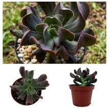 Live Plant - Dark Vader Echeveria - Easy to Grow - 3&quot; Pot - £27.53 GBP