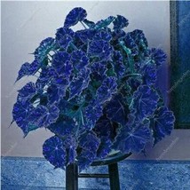 100 pcs Janpanse Bonsai Coleus Plants Seeds - Sea Blue Colors FRESH SEEDS - £8.24 GBP