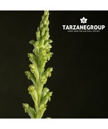MICROTIS UNIFLORA “COMMON ONION ORCHID” SMALL AUSTRALIAN TERRESTRIAL TUBER - $39.00
