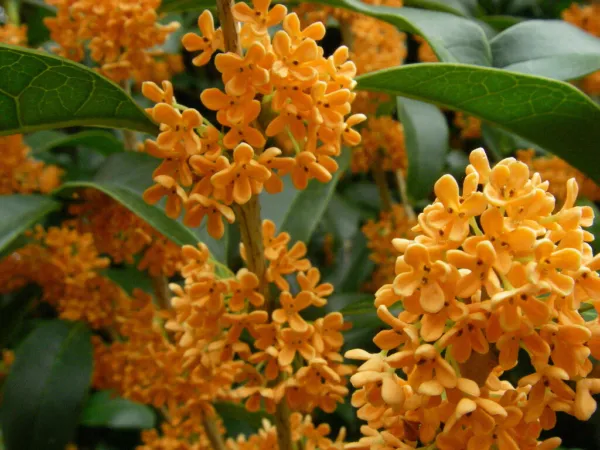 Apricot Echo Fragrant Tea Sweet Olive Osmanthus Fragrans Rooted Starter Plant Fr