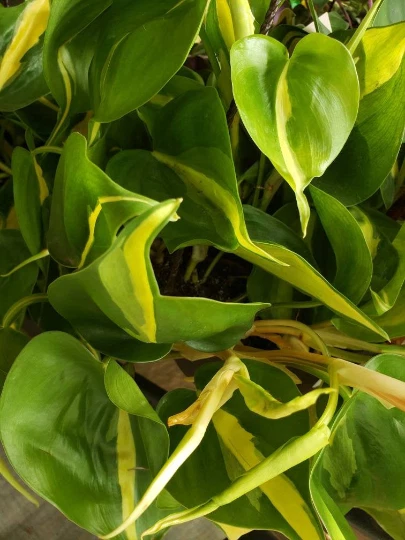 Item image 1 image 1