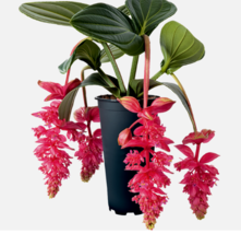 Live Plant Royal Intenz Magnifica Medinilla Plant~Live Well Rooted STARTER Plant - £62.13 GBP
