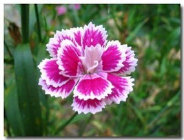 20 Dianthus Chinensis Flower Dw91003-25 Gardening USA SELLER - £10.50 GBP