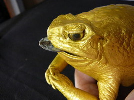 (EL1000-19) Golden Xl Lucky Charm Jumbo Cane Toad Body w/ Coin Australia Toads - £31.60 GBP