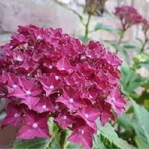 5 Fuschia Hydrangea Seeds Perennial Flowers Flower Garden Seed 1427   Fr... - £7.98 GBP