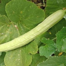 TeL Pale Armenian Cucumber Seeds 50+ Long Snake Serpent Vegetable  - £2.35 GBP