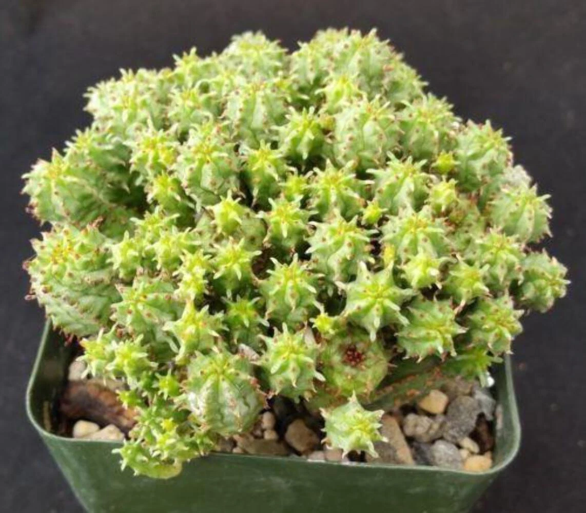 Euphorbia monstrose cactus Cacti Succulent real live plant - $32.47