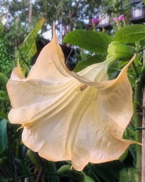 10 Olympic Flame Angel Trumpet Seeds Flowers Seed Flower Brugmansia Datura 656 F - £13.74 GBP