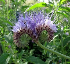 MBK Silphium Laciniatum Compass Plant Tall And Impressive Fast Ship - €127,68 EUR