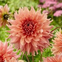 30 Dahlia Pompon Dahlia Tuber Seeds Bw91059-405 Garden - £11.05 GBP