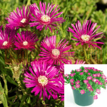 SEPTH Ice Plant Pink Plant 4Inches Rosea Ice Live Plant Ground Covering Live Pla - £4.78 GBP