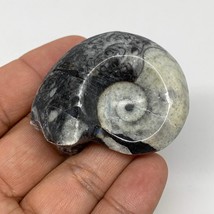 34.6g, 1.9&quot;x1.5&quot;x0.9&quot;, Goniatite Ammonite Polished Mineral from Morocco, F1998 - £9.59 GBP