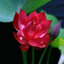Fresh Garden 5 Red Lotus Seeds Nelumbo nucifera Flowering Blooms Hardy Tropical  - £10.14 GBP