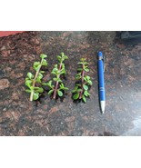 Portulacaria afra, Spekboom, Mini Jade, Elephant Bush Cuttings - $10.62 CAD+
