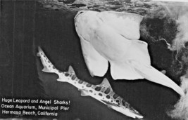 Beautiful Ca Beach ~ Huge Leopard &amp; Angel Sharks! Aquarium ~1952 Postcard Pho... - £8.79 GBP